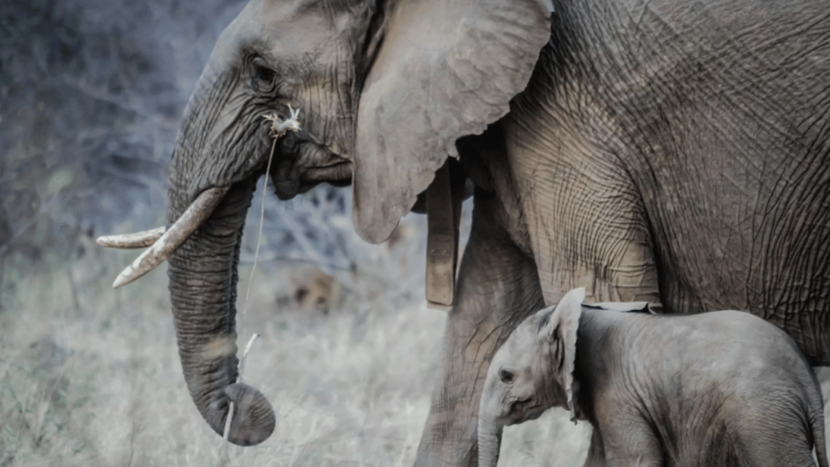 elephants-call-each-other-by-names-recently-published-studies-intrigue-internet